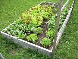 square foot garden
