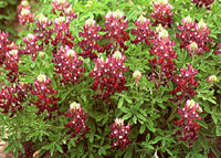 Maroon Bluebonnet