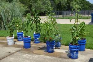 Container Gardening 2