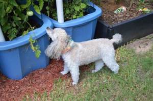 container gardening 3