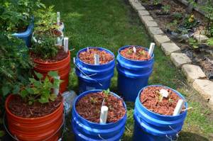 Container Gardening