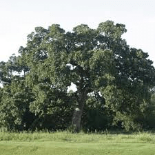 bur oak