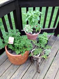 mosquito repellent plants