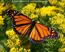Monarch butterfly 1